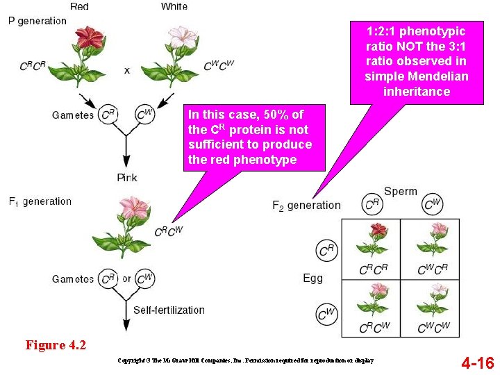 1: 2: 1 phenotypic ratio NOT the 3: 1 ratio observed in simple Mendelian