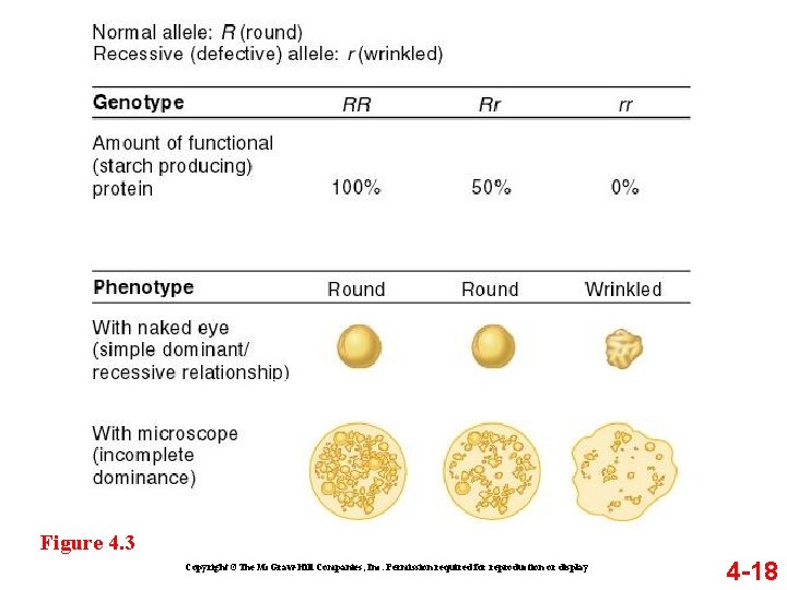 Figure 4. 3 Copyright ©The Mc. Graw-Hill Companies, Inc. Permission required for reproduction or