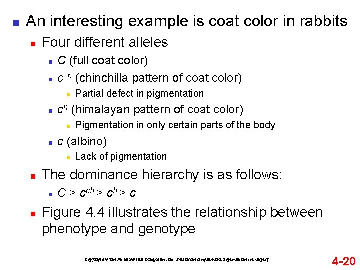 n An interesting example is coat color in rabbits n Four different alleles n