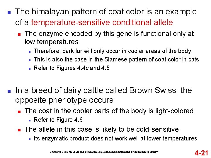 n The himalayan pattern of coat color is an example of a temperature-sensitive conditional