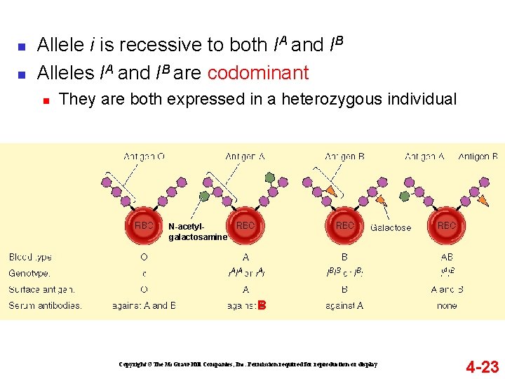 n n Allele i is recessive to both IA and IB Alleles IA and