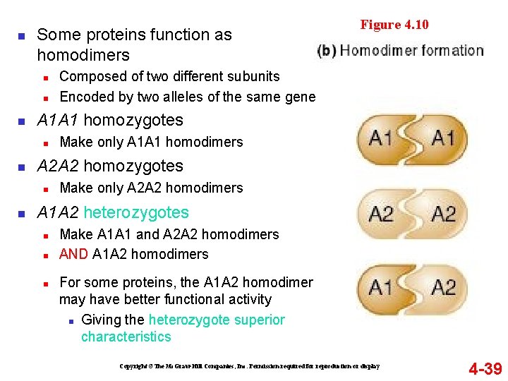 n Some proteins function as homodimers n n n Make only A 1 A