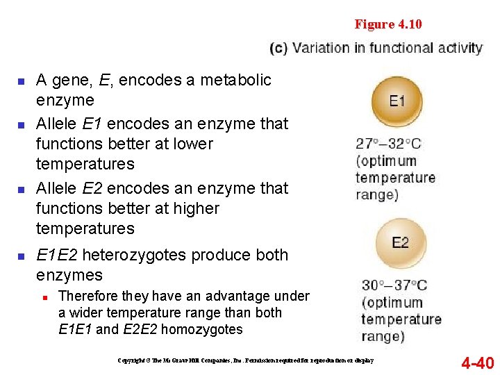 Figure 4. 10 n n A gene, E, encodes a metabolic enzyme Allele E