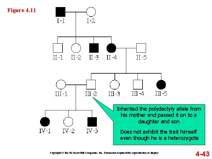 Figure 4. 11 Inherited the polydactyly allele from his mother and passed it on