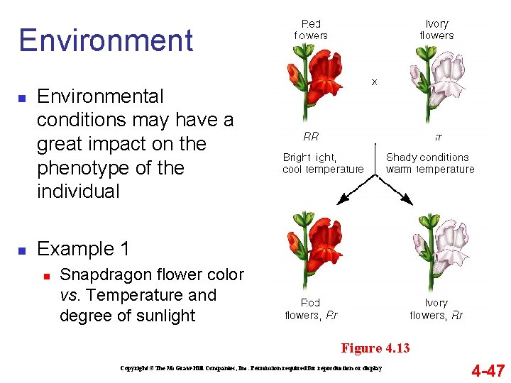 Environment n n Environmental conditions may have a great impact on the phenotype of