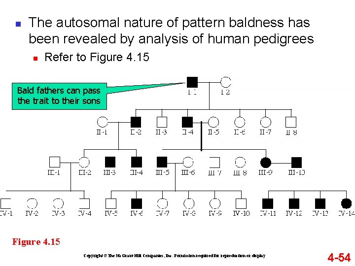n The autosomal nature of pattern baldness has been revealed by analysis of human