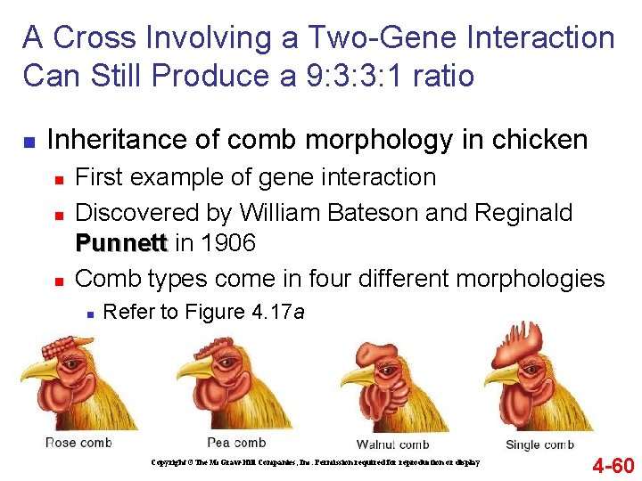 A Cross Involving a Two-Gene Interaction Can Still Produce a 9: 3: 3: 1