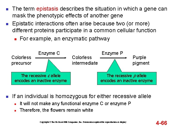 n n The term epistasis describes the situation in which a gene can mask