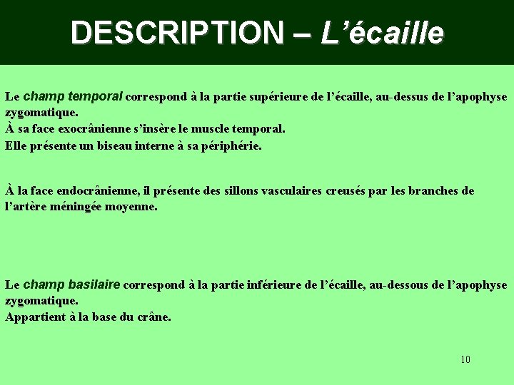 DESCRIPTION – L’écaille Le champ temporal correspond à la partie supérieure de l’écaille, au-dessus