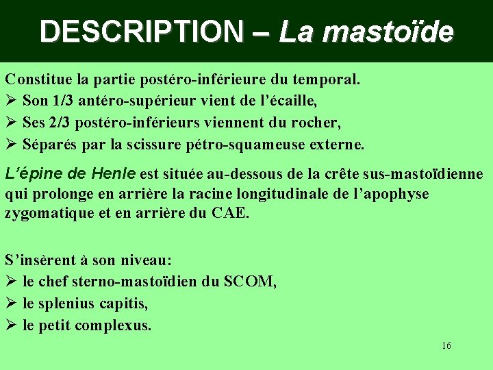 DESCRIPTION – La mastoïde Constitue la partie postéro-inférieure du temporal. Ø Son 1/3 antéro-supérieur