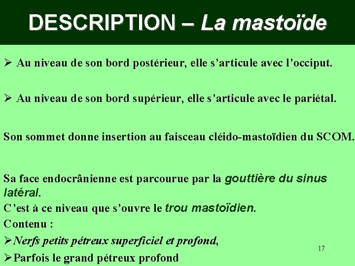 DESCRIPTION – La mastoïde Ø Au niveau de son bord postérieur, elle s’articule avec