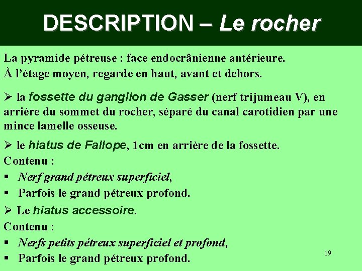 DESCRIPTION – Le rocher La pyramide pétreuse : face endocrânienne antérieure. À l’étage moyen,