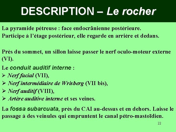 DESCRIPTION – Le rocher La pyramide pétreuse : face endocrânienne postérieure. Participe à l’étage