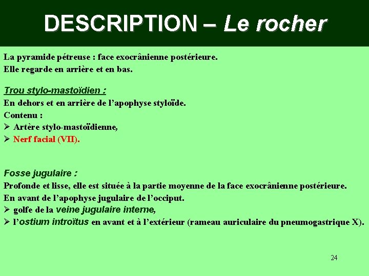 DESCRIPTION – Le rocher La pyramide pétreuse : face exocrânienne postérieure. Elle regarde en