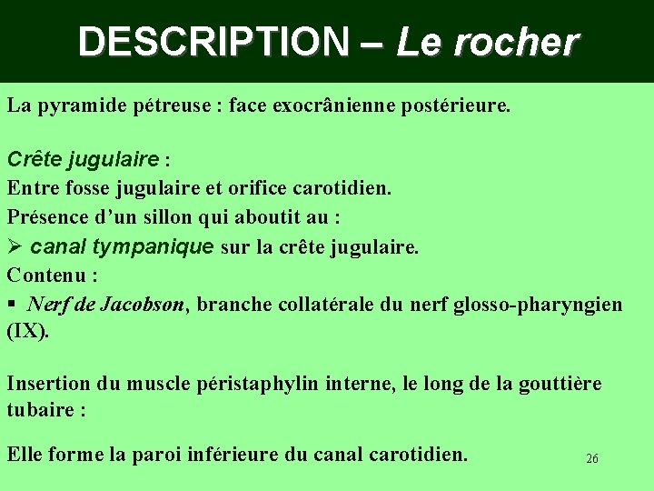 DESCRIPTION – Le rocher La pyramide pétreuse : face exocrânienne postérieure. Crête jugulaire :