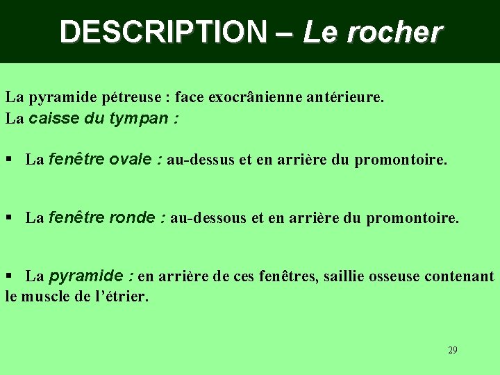 DESCRIPTION – Le rocher La pyramide pétreuse : face exocrânienne antérieure. La caisse du