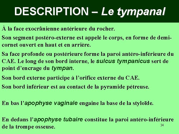 DESCRIPTION – Le tympanal À la face exocrânienne antérieure du rocher. Son segment postéro-externe