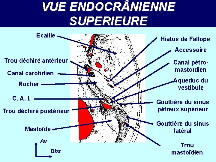 VUE ENDOCR NIENNE SUPERIEURE Ecaille Hiatus de Fallope Accessoire Trou déchiré antérieur Canal carotidien