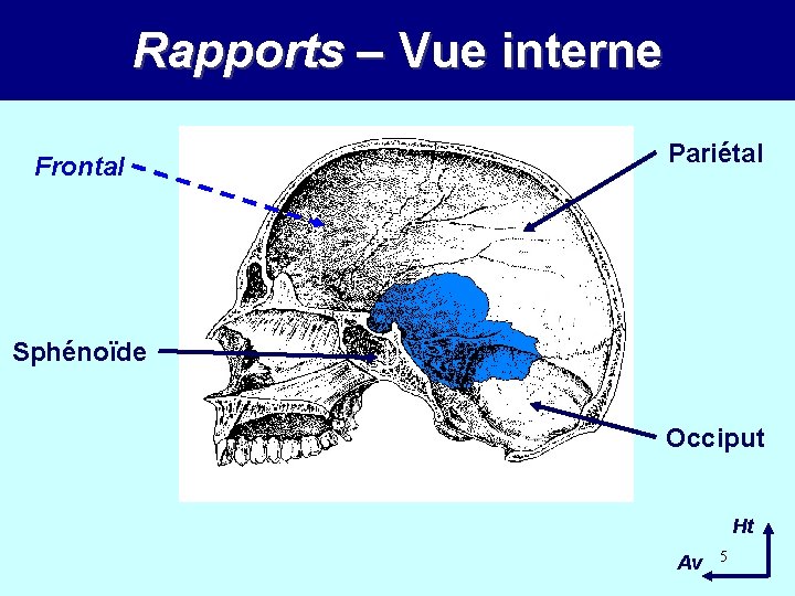 Rapports – Vue interne Frontal Pariétal Sphénoïde Occiput Ht Av 5 