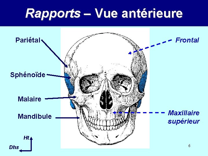 Rapports – Vue antérieure Pariétal Frontal Sphénoïde Malaire Mandibule Maxillaire supérieur Ht Dhs 6
