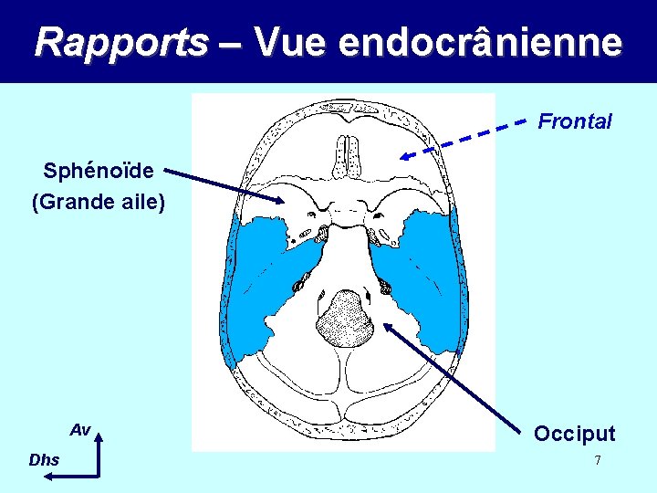 Rapports – Vue endocrânienne Frontal Sphénoïde (Grande aile) Av Dhs Occiput 7 