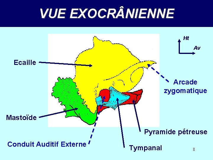 VUE EXOCR NIENNE Ht Av Ecaille Arcade zygomatique Mastoïde Pyramide pétreuse Conduit Auditif Externe