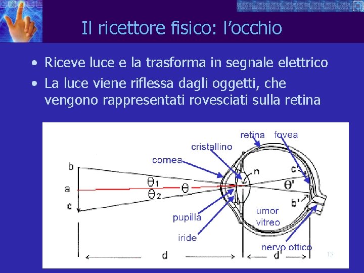 Il ricettore fisico: l’occhio • Riceve luce e la trasforma in segnale elettrico •