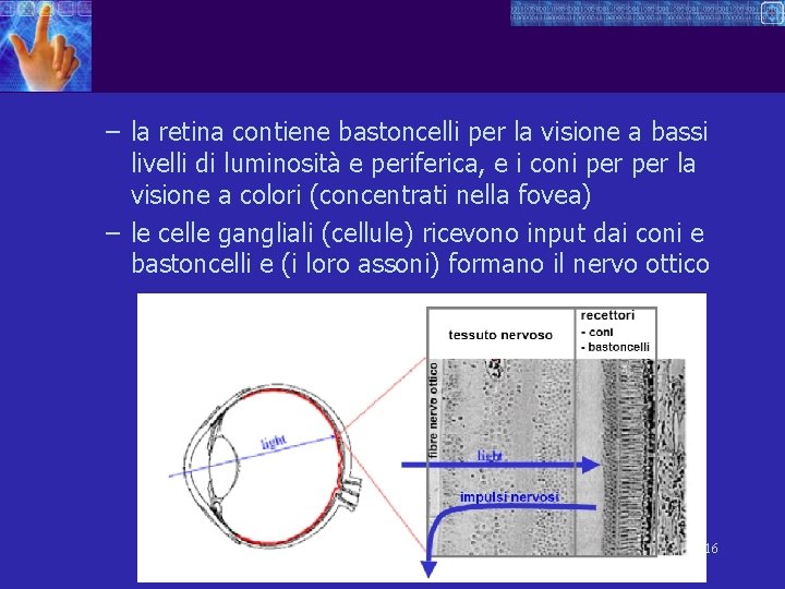 – la retina contiene bastoncelli per la visione a bassi livelli di luminosità e