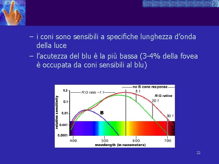 – i coni sono sensibili a specifiche lunghezza d’onda della luce – l’acutezza del