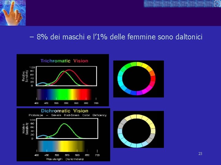 – 8% dei maschi e l’ 1% delle femmine sono daltonici 23 