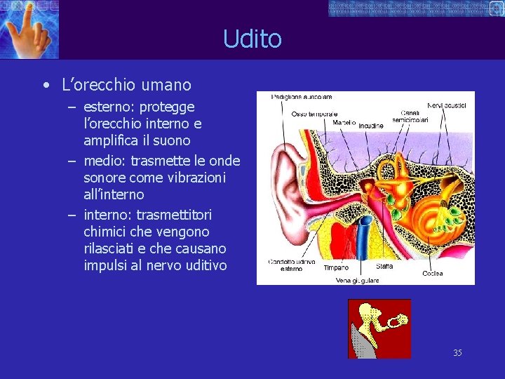 Udito • L’orecchio umano – esterno: protegge l’orecchio interno e amplifica il suono –