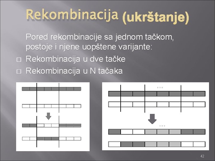 Rekombinacija (ukrštanje) � � Pored rekombinacije sa jednom tačkom, postoje i njene uopštene varijante: