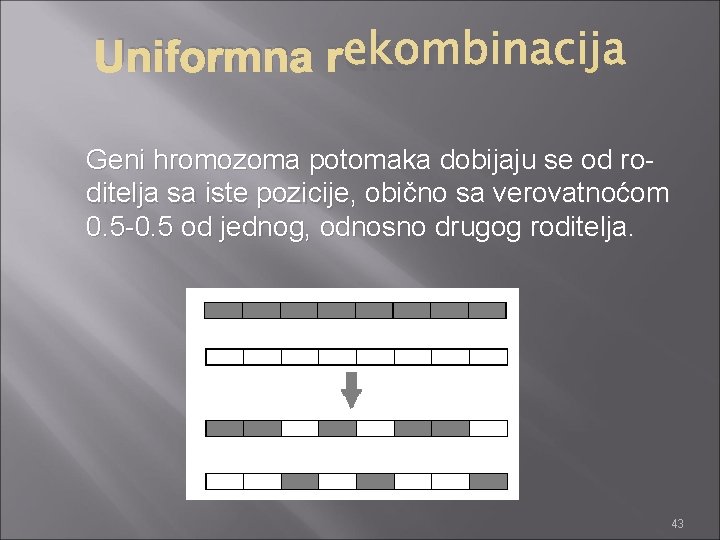 Uniformna rekombinacija Geni hromozoma potomaka dobijaju se od roditelja sa iste pozicije, obično sa