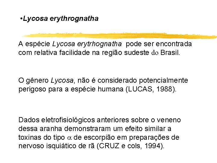  • Lycosa erythrognatha A espécie Lycosa erytrhognatha pode ser encontrada com relativa facilidade