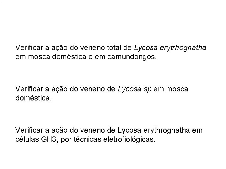 Verificar a ação do veneno total de Lycosa erytrhognatha em mosca doméstica e em