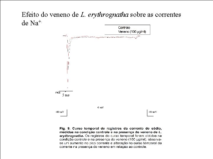 Efeito do veneno de L. erythrognatha sobre as correntes de Na+. 5 ms 