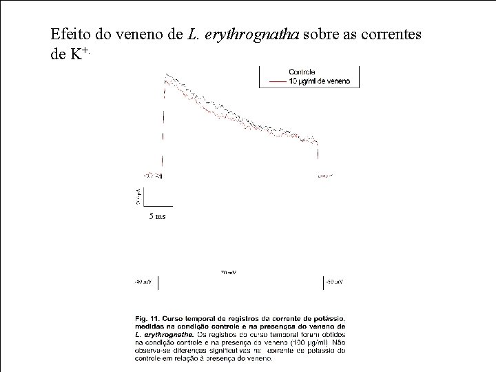 Efeito do veneno de L. erythrognatha sobre as correntes de K+. 5 ms 