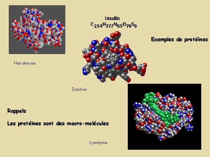 Exemples de protéines Hexokinase Insuline Rappels Les protéines sont des macro-molécules Lysosyme Exemples de protéines Hexokinase Insuline Rappels Les protéines sont des macro-molécules Lysosyme