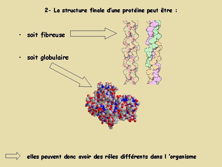 2 - La structure finale d’une protéine peut être : • soit fibreuse • 2 - La structure finale d’une protéine peut être : • soit fibreuse •