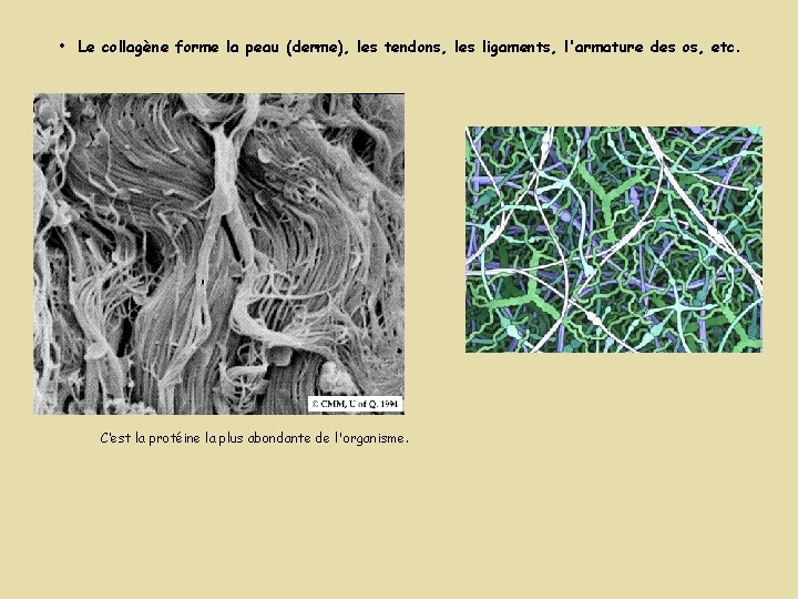 • Le collagène forme la peau (derme), les tendons, les ligaments, l'armature des • Le collagène forme la peau (derme), les tendons, les ligaments, l'armature des