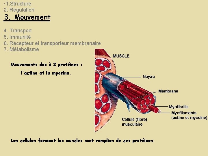 • 1. Structure 2. Régulation 3. Mouvement 4. Transport 5. Immunité 6. Récepteur • 1. Structure 2. Régulation 3. Mouvement 4. Transport 5. Immunité 6. Récepteur
