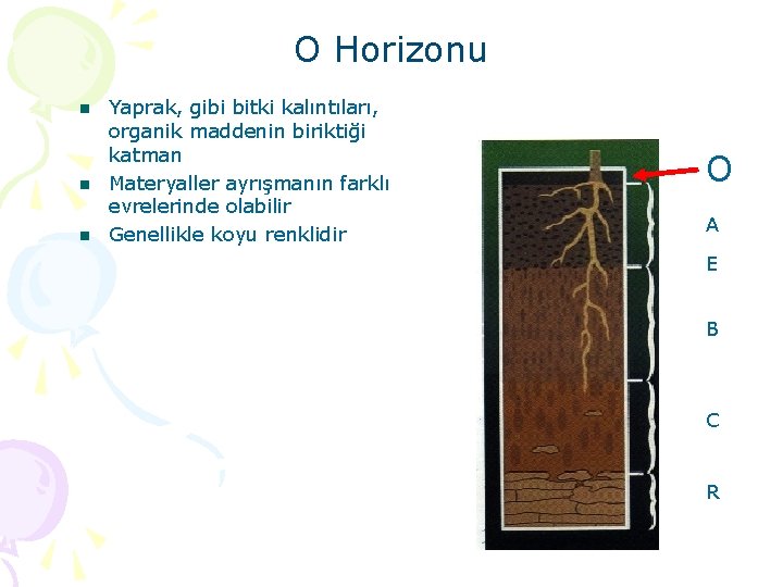 O Horizonu n n n Yaprak, gibi bitki kalıntıları, organik maddenin biriktiği katman Materyaller