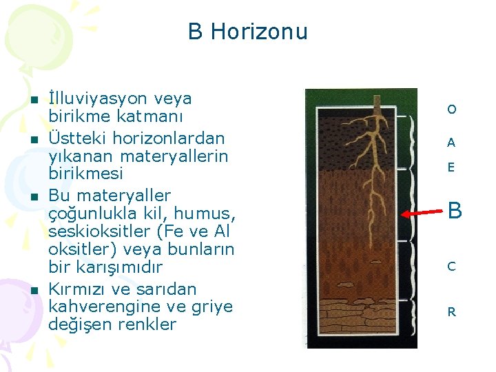 B Horizonu n n İlluviyasyon veya birikme katmanı Üstteki horizonlardan yıkanan materyallerin birikmesi Bu