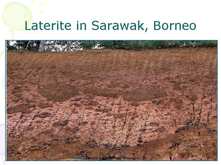Laterite in Sarawak, Borneo Source: Fletcher & Baylis/Photo Researchers, Inc. 