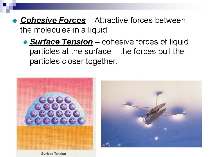 Cohesive Forces – Attractive forces between the molecules in a liquid. Surface Tension –