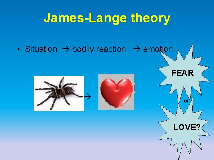 James-Lange theory • Situation bodily reaction emotion FEAR or LOVE? 