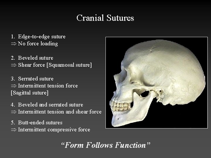 Cranial Sutures 1. Edge-to-edge suture Þ No force loading 2. Beveled suture Þ Shear