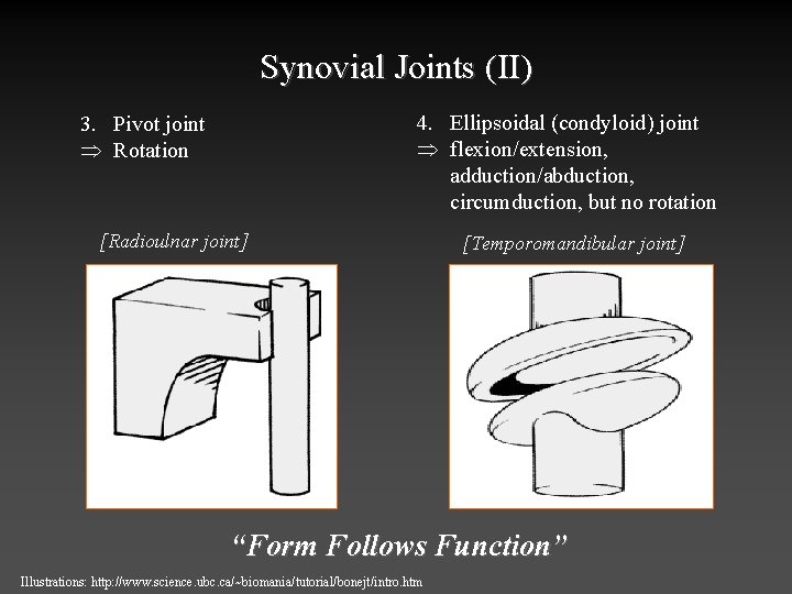 Synovial Joints (II) 4. Ellipsoidal (condyloid) joint Þ flexion/extension, adduction/abduction, circumduction, but no rotation