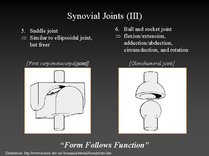 Synovial Joints (III) 5. Saddle joint Þ Similar to ellipsoidal joint, but freer 6.