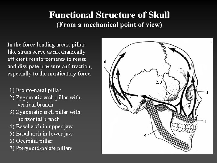 Functional Structure of Skull (From a mechanical point of view) In the force loading